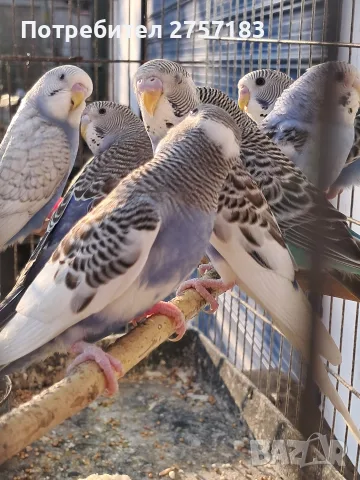 продавам млади вълнисти папапагали, снимка 2 - Папагали - 55600375