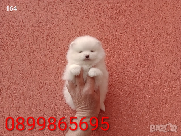 Померани. Реални снимки от 29.03.26 г. , снимка 7 - Померан - 53980464