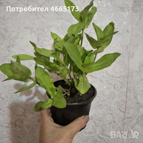 Градинска Циния, снимка 3 - Градински цветя и растения - 54724450