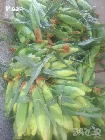 сладка царевица , снимка 3 - Домашни продукти - 55306724