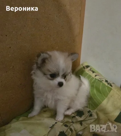 померан -мини шпиц , снимка 9 - Померан - 55660702