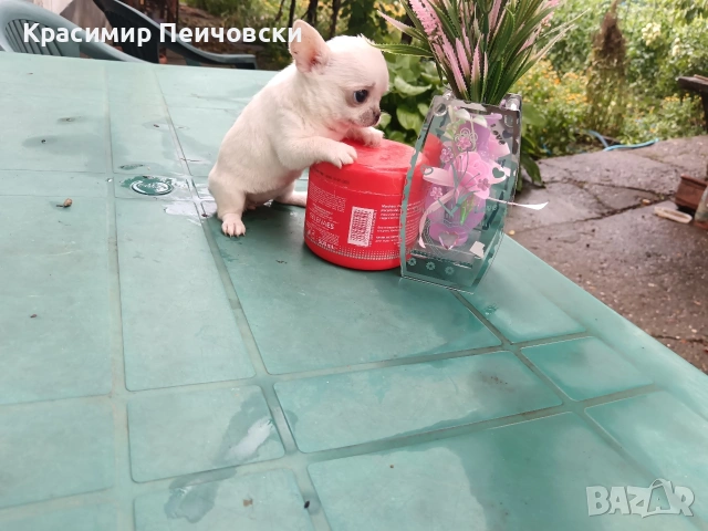 женско чихуахуа 
