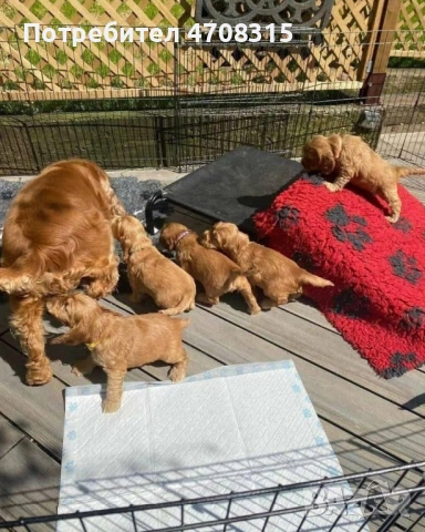 Кокер шпаньол момче карамел ваксина