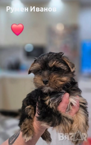 Съкровища малки, снимка 4 - Йоркширски териер - 54020592