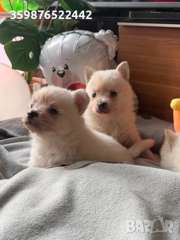 Померанчета , снимка 3 - Померан - 54214418