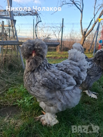 Струмски стандарт яйца , снимка 2 - Кокошки и пуйки - 54215282