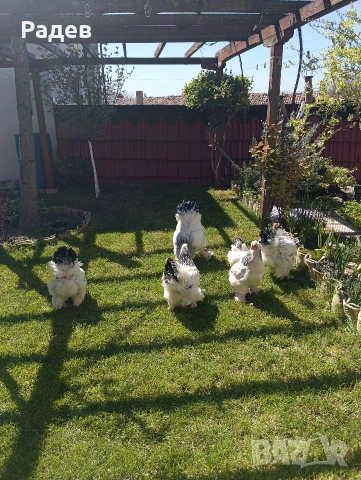 Яйца от Бяла Колумбииска Брама