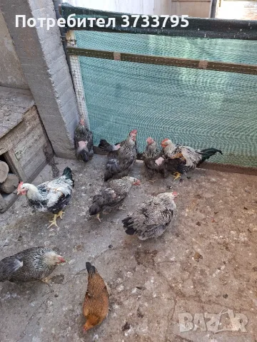 Катунски кокошки