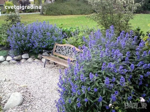 Caryopteris ‘Heavenly Blue'(Кариоптерис ‘Небесносин’), снимка 2 - Градински цветя и растения - 55639316