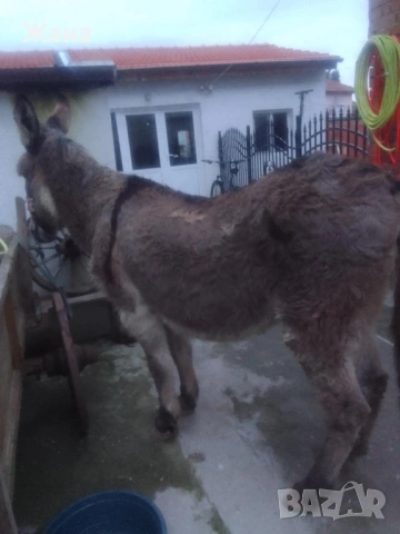 Продавам Женско Магаре , снимка 5 - За селскостопански - 54031468