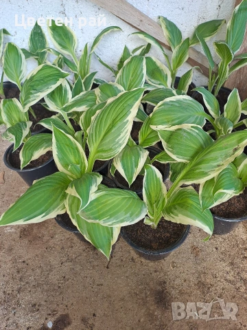 Два вида хоста , снимка 6 - Градински цветя и растения - 54323661