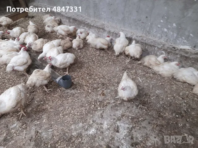 Кокошки  бройлери, снимка 3 - Кокошки и пуйки - 55607717