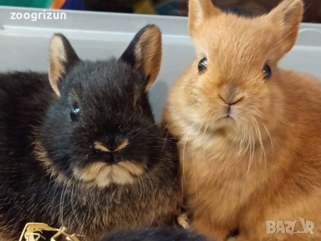 Мини зайчета различни породи  - мини рекс клепоухи и лъвска грива., снимка 3 - Декоративни зайчета - 53958138