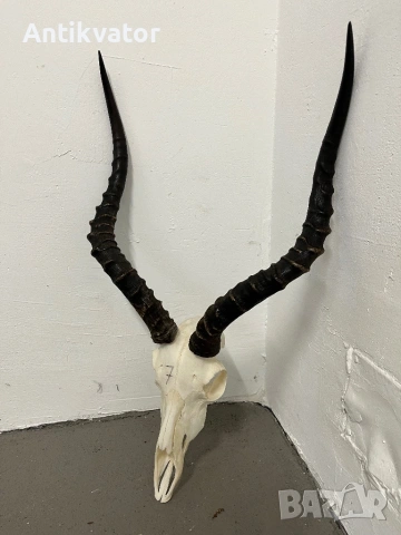 Трофей от африканска импала