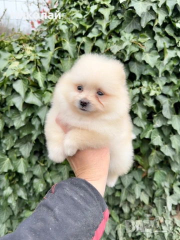 Померан мини момиче. Померанче, снимка 6 - Померан - 53971296