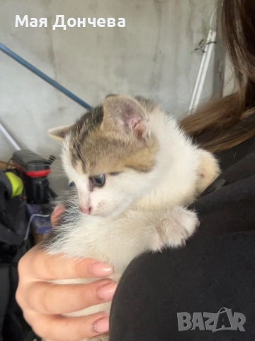 Подарявам малки котенца, снимка 3 - Други - 54652666