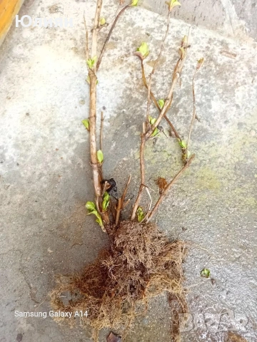 Хортензия бяла и розова , снимка 11 - Разсади - 50764477