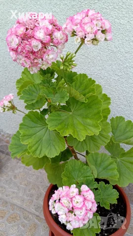 Сортово мушкато Pelargonium Appleblossom rosebud, снимка 2 - Стайни растения - 55299219
