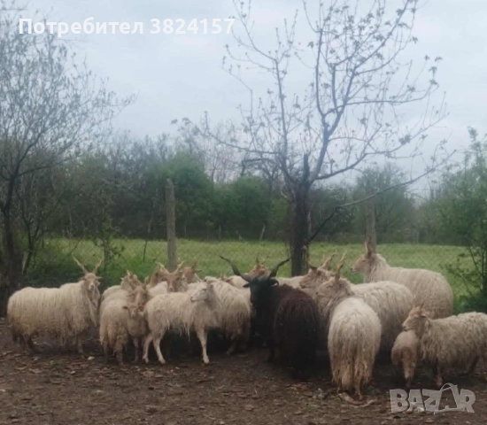 Унгарски витороги овце /рачка/