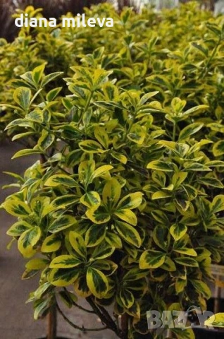 Евонимус Ауреа, Euonymus Japonica Aurea, снимка 2 - Градински цветя и растения - 54458056