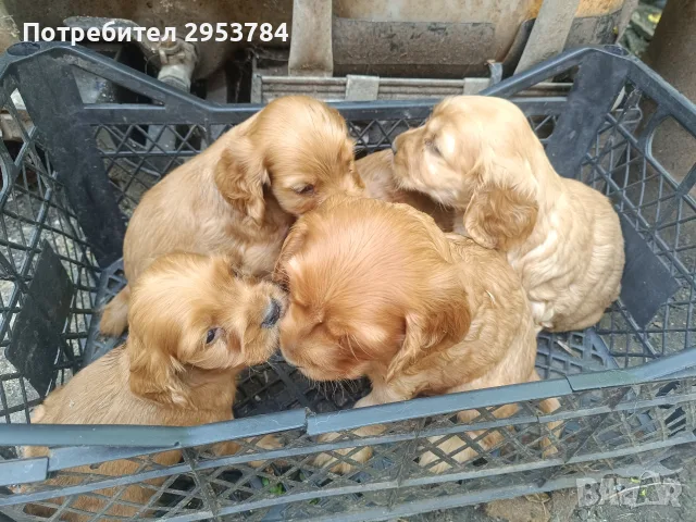 кокер шпаньол чистокръвни , снимка 3 - Кокер шпаньол - 55435156