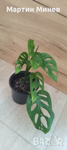 Филодендрон (Philodendron) - Monstera adansonii