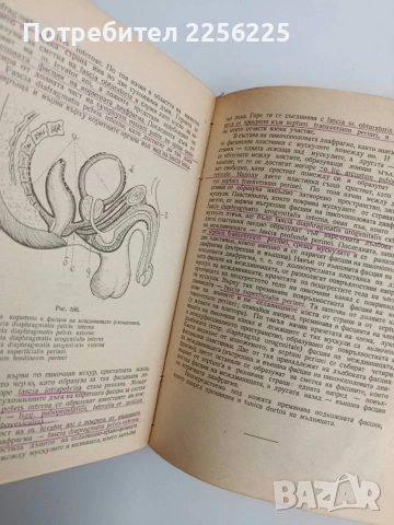 Анатомия на човека - сърце и вътрешни органи/ артерии, вени и лимфни съдове, снимка 4 - Специализирана литература - 54439820