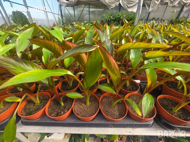 Банановото дърво на Абисиния - Червен Банан  или етиопски банан, снимка 4 - Разсади - 51148767