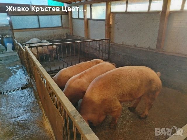 Продавам свине майки 