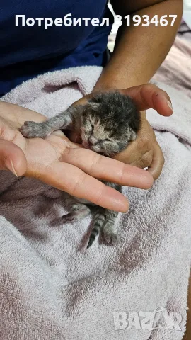 Подарявам котета