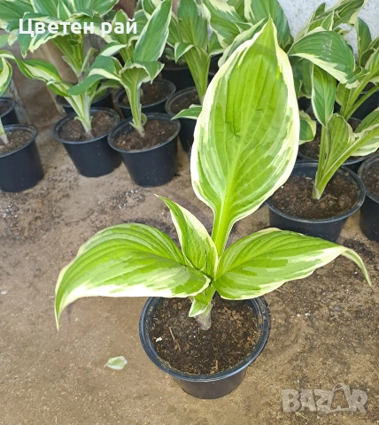 Два вида хоста , снимка 8 - Градински цветя и растения - 54323661