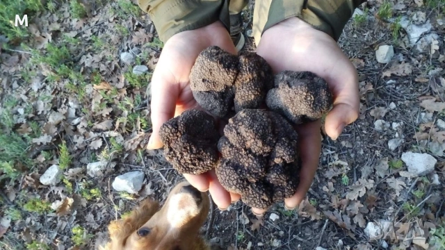 Пресни Трюфели