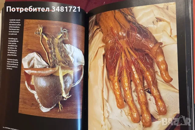 Encyclopaedia Аnatomica, снимка 12 - Специализирана литература - 55361424