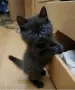 Британско късокосместо коте , снимка 1