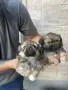 Продавам кучета Пекинез, снимка 5