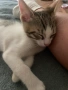 Търсим дом за две прекрасни котенца — братче и сестриче 🐾  Две невероятни котенца (едно мъжко и едн, снимка 4