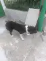   Любимци кучета !!!, снимка 2