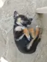 Подаряване на малко кученце , снимка 1