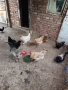 Продавам домашни кокошки , снимка 11