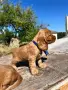 Кокер шпаньоли 2 мьжки, снимка 5