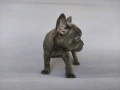 френски булдог , снимка 6