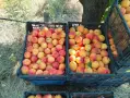 Продавам кайсия за ракия , снимка 3