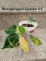Епипремнум Неон / Филодендрон Бразил / Лудизия , снимка 4