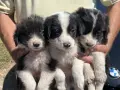 Бордър Колита Малки, снимка 1