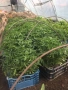 Разсад ранни домати краставици, снимка 10