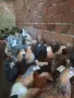 ТОКАЧЕТА и пилета кръстоски, снимка 8