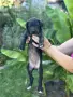 кученца Немски дог, снимка 8