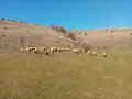 Продавам ярета и шилета, овен и пръч, снимка 2