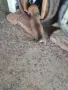 кученца на 30дена, снимка 7