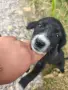 🐾 Четири малки кученца търсят дом! ❤️, снимка 3